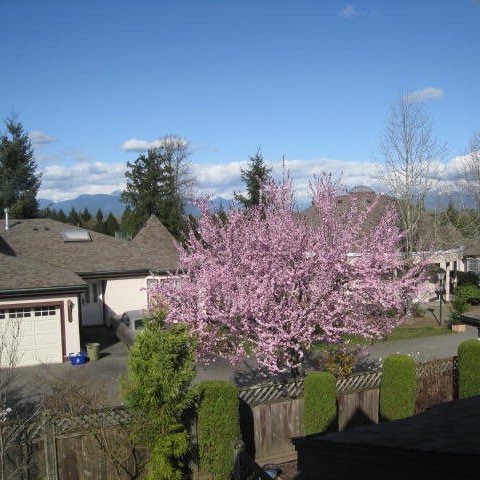 Photo 2 Monta Rosa photo 2