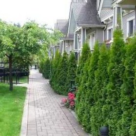 Orchard Lane photo 4