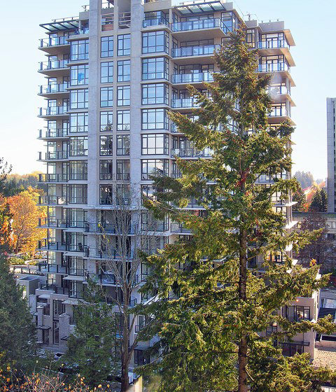 Corus photo 3